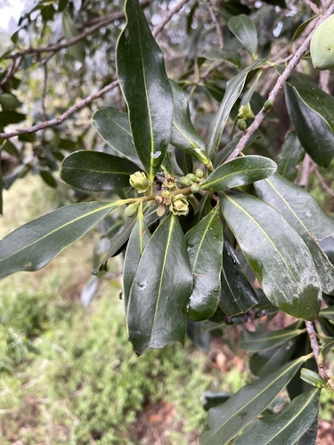 East African greenheart