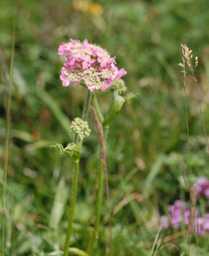 Heracleum austriacum L.