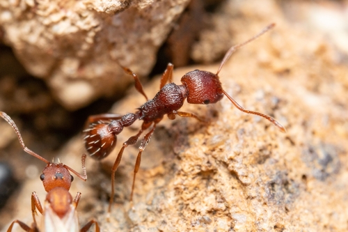 Tetramorium sepositumTetramorium sepositum