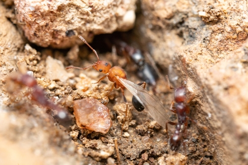 Tetramorium microgynaTetramorium microgyna