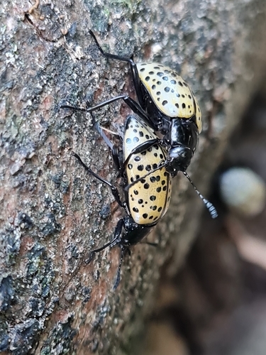 Poecilesthus nigropunctatus · iNaturalist