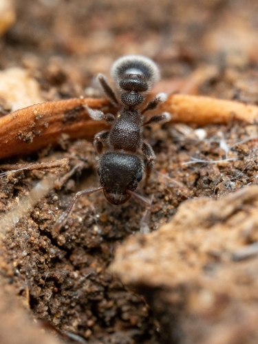 Tetramorium eminii