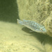 Labidochromis joanjohnsonae - Photo (c) Alexander Tiepsman, כל הזכויות שמורות, uploaded by Alexander Tiepsman