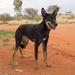 Domestic Dog - Photo (c) Matthew Brown, all rights reserved, uploaded by Matthew Brown