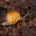 Euconulidae - Photo (c) Andrey Kuzmin, todos los derechos reservados, uploaded by Andrey Kuzmin