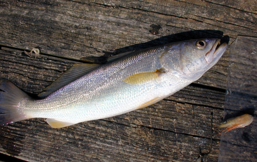 Sand Weakfish