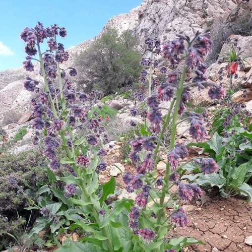 Solenanthus circinnatus