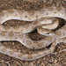 Peninsular Glossy Snake - Photo (c) Jake Scott, all rights reserved, uploaded by Jake Scott