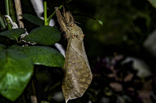 Phasus Triangularis Genus Trichophassus · iNaturalist