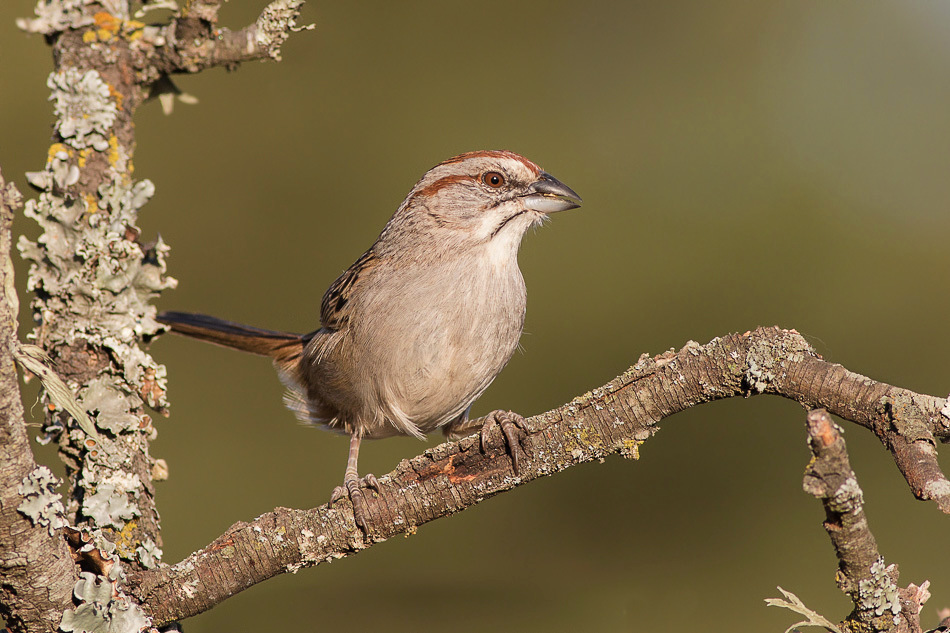 Chaco Sparrow photo