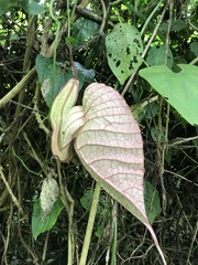 Aristolochia grandiflora image