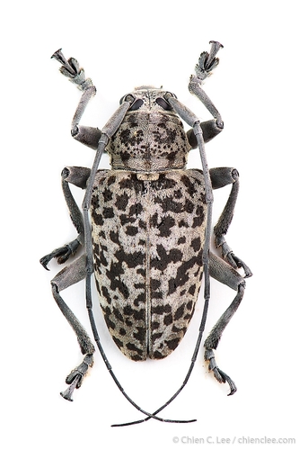 Frea sparsa