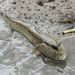 Giant Mudskipper - Photo (c) Patta Vangtal, all rights reserved, uploaded by Patta Vangtal
