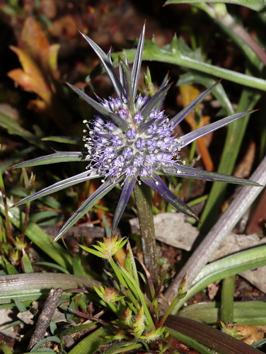 Eryngium pinnatifidum Bunge