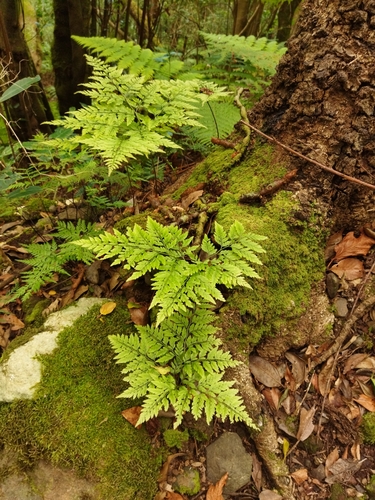 Davallia canariensis
