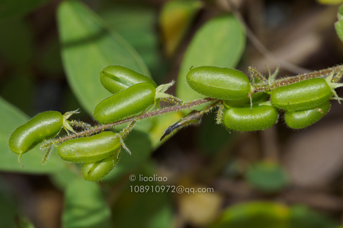 Pycnospora lutescens (Poir.) Schindl.