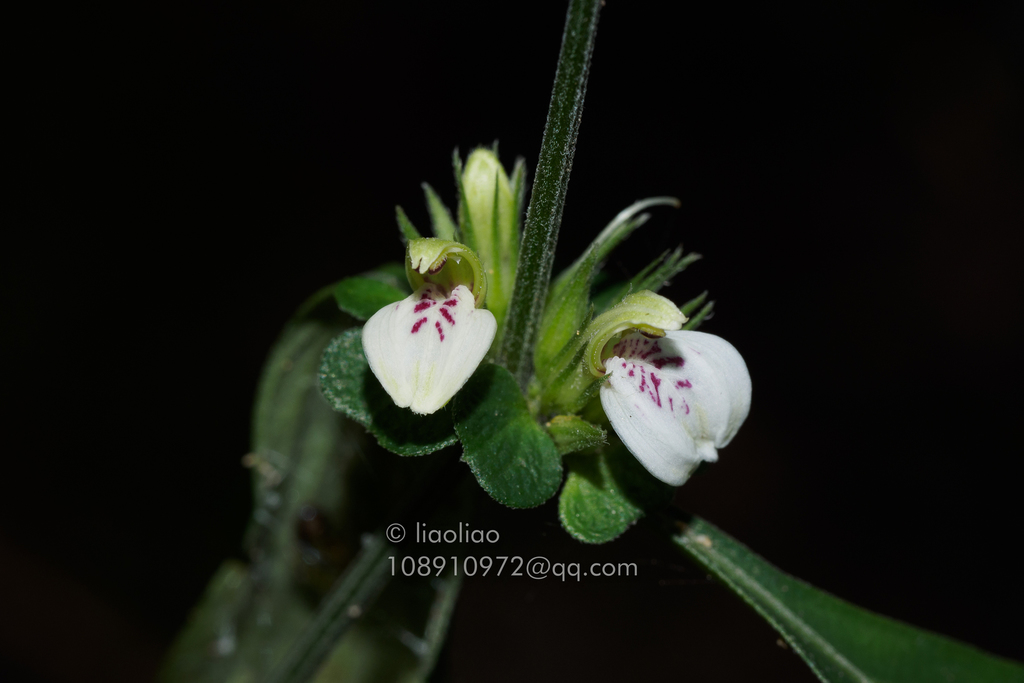 Justicia quadrifaria (Justicia quadrifaria)