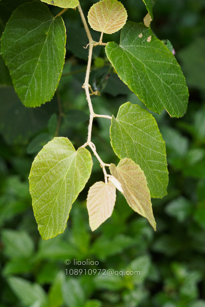 Vitis heyneana (Vitis heyneana)