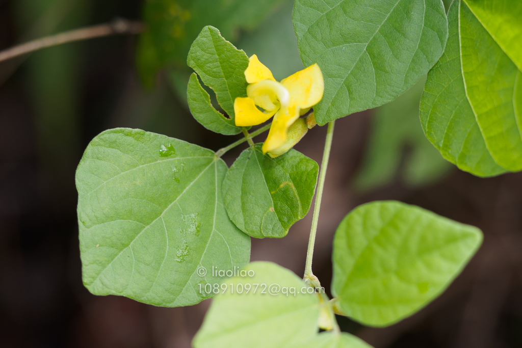 Dunbaria podocarpa (Dunbaria podocarpa)
