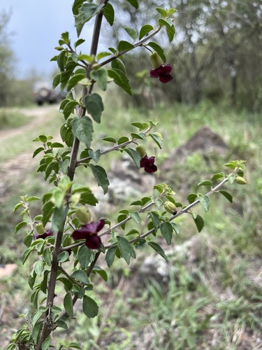 Black Sunbell