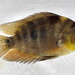 Red Devil Cichlid - Photo (c) Michael Tobler, all rights reserved, uploaded by Michael Tobler