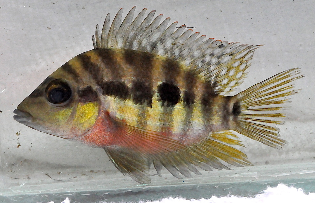 longimanus cichlid