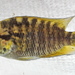 Loiselle's Cichlid - Photo (c) Michael Tobler, all rights reserved, uploaded by Michael Tobler