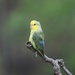 Yellow-faced Parrotlet - Photo (c) Julio C. Tello Alvarado, all rights reserved, uploaded by Julio C. Tello Alvarado