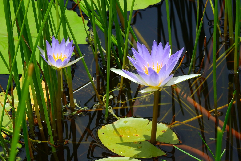 Nenúfar azul
