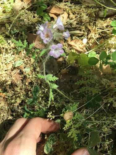 iNaturalist observation photo of caterpillar scorpionweed