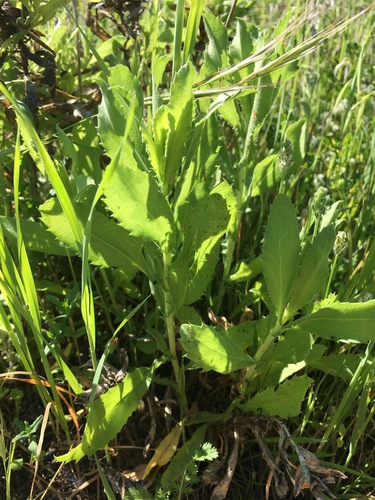 iNaturalist observation photo of Hazardia