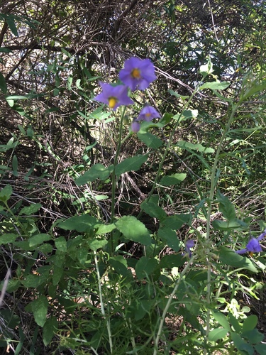 iNaturalist observation photo of purple nightshade