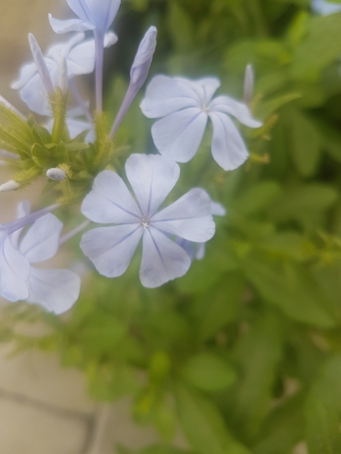 blue plumbago