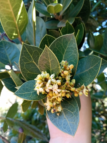 Cardiopteridaceae