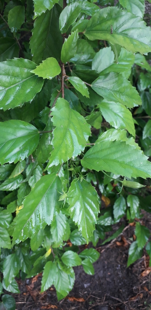 Tulipán Moteado (Hibiscus rosa-sinensis) · Natusfera