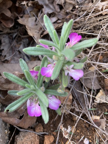 Ajuga iva (L.) Schreb.