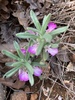 Southern Bugle - Photo (c) mercantour, all rights reserved, uploaded by mercantour