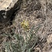 Astragalus mollissimus coryi - Photo (c) theponchoguy, todos los derechos reservados
