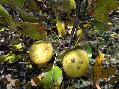 Pyrus balansae