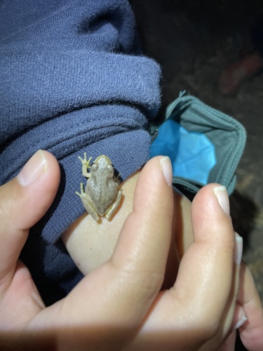iNaturalist observation photo of Pacific chorus frog