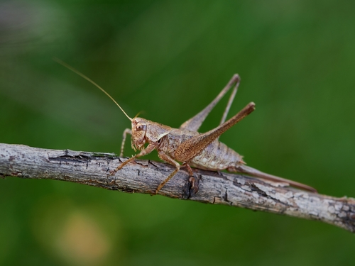 Portuguese Mountain Bush-cricket
