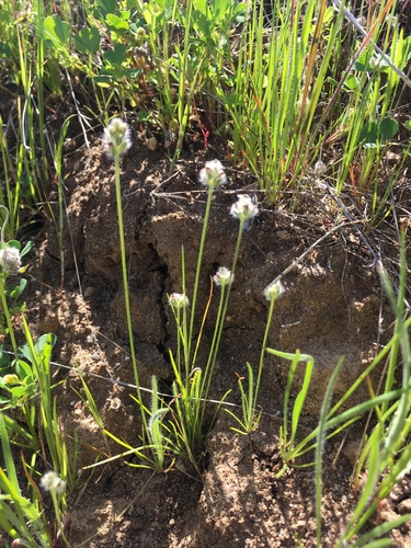 iNaturalist observation photo of dot-seed plantain