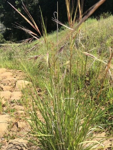 iNaturalist observation photo of purple needlegrass