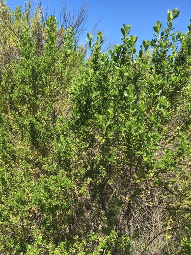iNaturalist observation photo of coyote brush