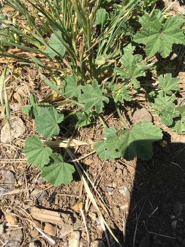 iNaturalist observation photo of Mallows