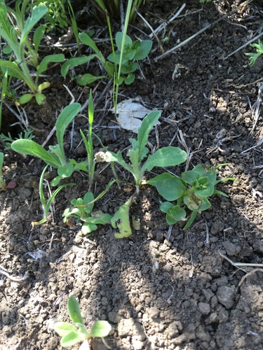 iNaturalist observation photo of Maltese star-thistle