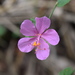 Hibiscus phoeniceus - Photo (c) Missael Quiroz, todos os direitos reservados, uploaded by Missael Quiroz