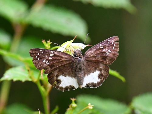 Tagiades trebellius (Hopffer, 1874)