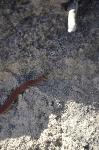 Black-headed Snake