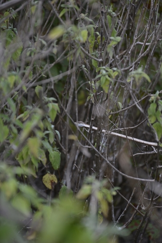Brown Vinesnake